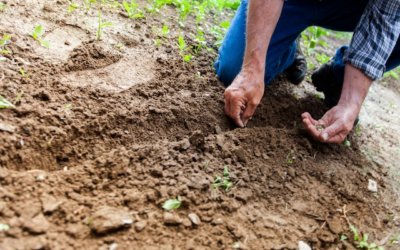 Distance optimale pour planter les pommes de terre : guide pratique